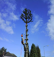 tree surgeon in cannock.jpg