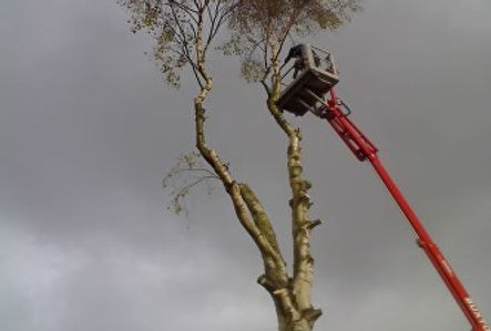 Silver Birch dismantling in Penkridge