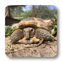 Tortoise