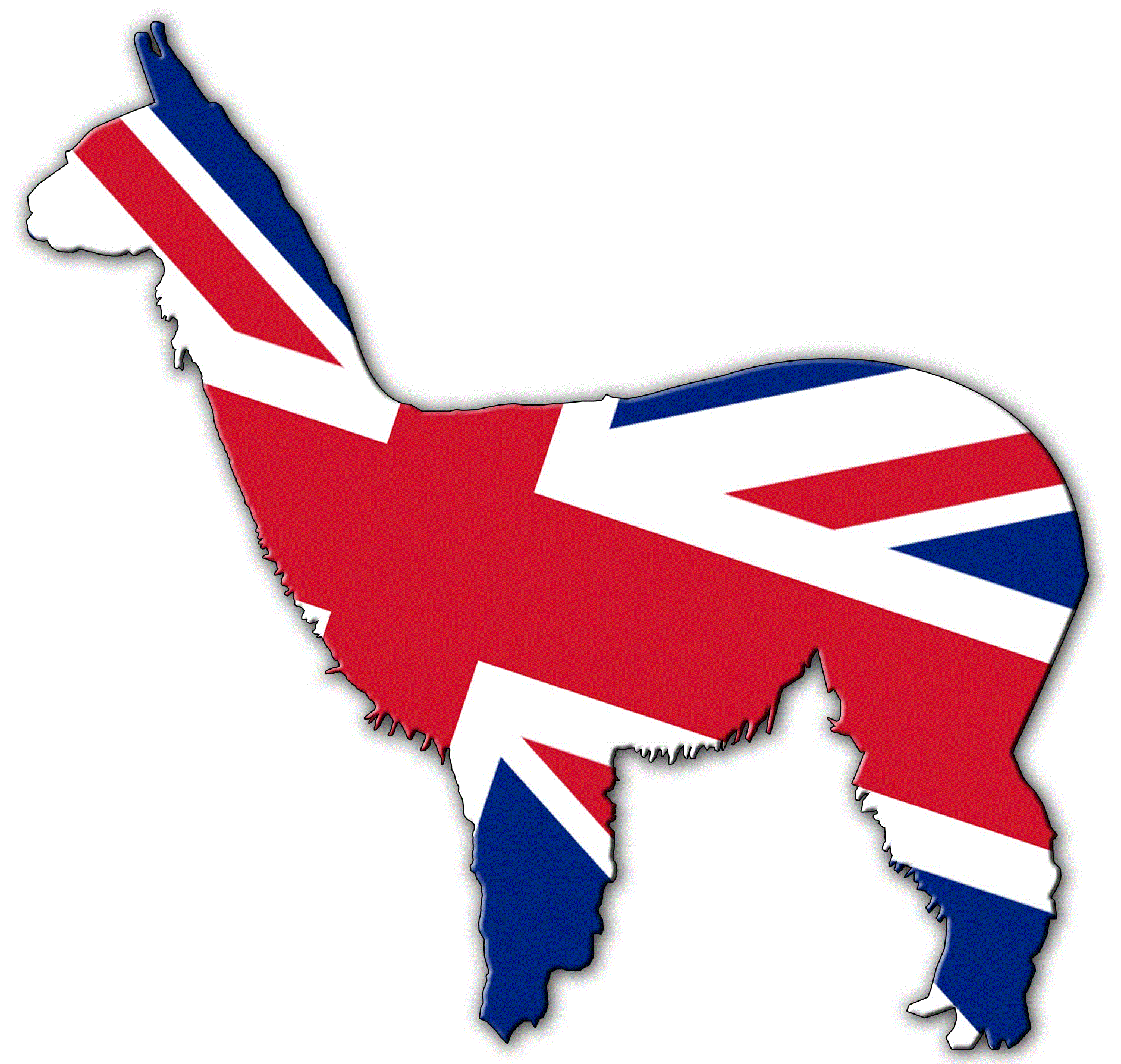 UK Suri Alpaca 2