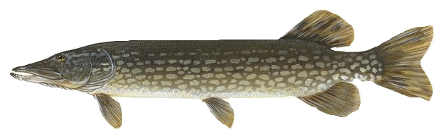 pike