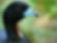Wattled Guan