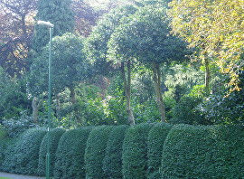 HOLLLY AND PRIVET HEDGE