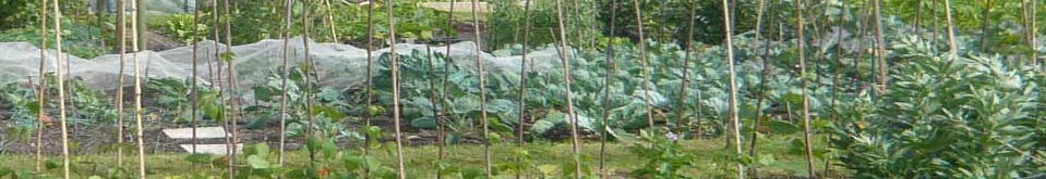 Veg plot