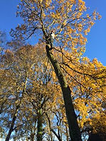 tree surgeon in cannock.jpg