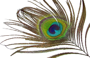peacock eye