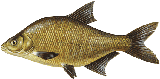 bream