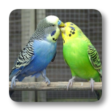 Budgies