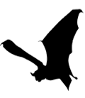 Bat