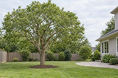A large tree stands in a well-maintained garden beside a modern house with a patio.