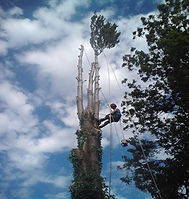 tree surgeon in cannock.jpg