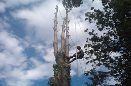 Lombardi Poplar tree dismantling in Cannock
