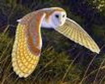 Barn Owl