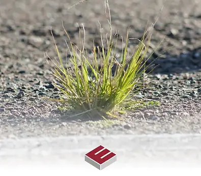 Tiny green weeds pushing their way up through a cracked and aging outdoor tarmac road surface finish