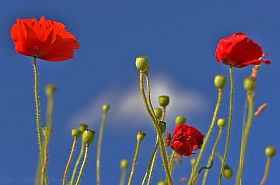 Wild Poppies