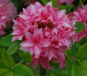 viburnum plicatum Sensation flower-Pink