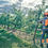 Thumbnail: Husqvarna 535i XP
