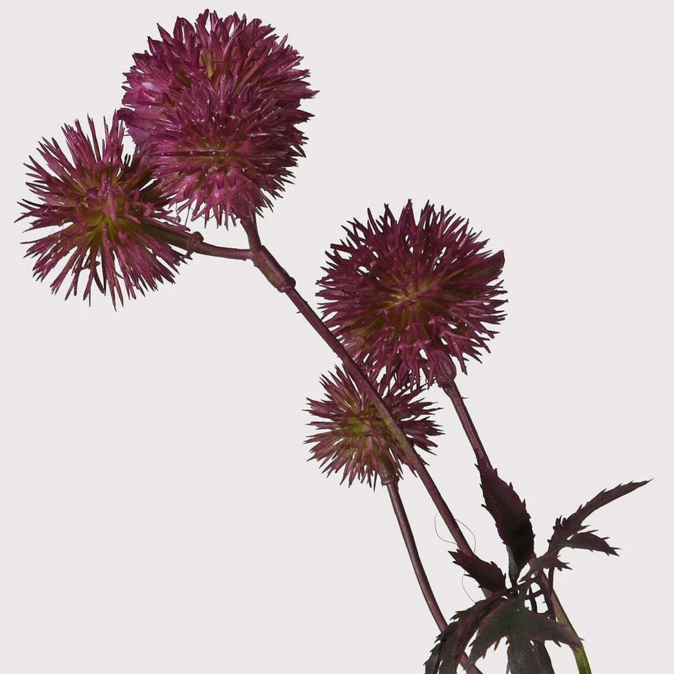 3 x Purple Globe Thistle Spray