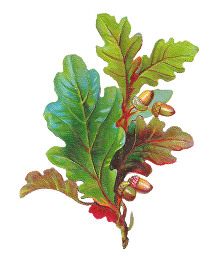 oak leaves