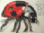 Ladybird Coloured Pencil Drawing
