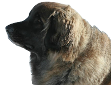 10897989_10152804302381220_6020139848292074376_n_b