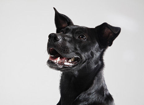 a studio portrait of a black dog