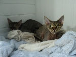 coop & gizmo