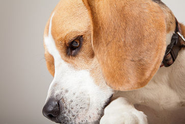 a studio portrait of a beagle dog