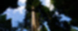 Tree-Abseil-Ropes-Course