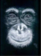 Chimp r