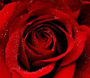 rose