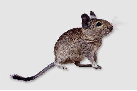 Chinchillas and degus