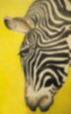 Zebra Close Up Drawing