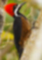 Powerful-Woodpecker_Kevin-Heffernan