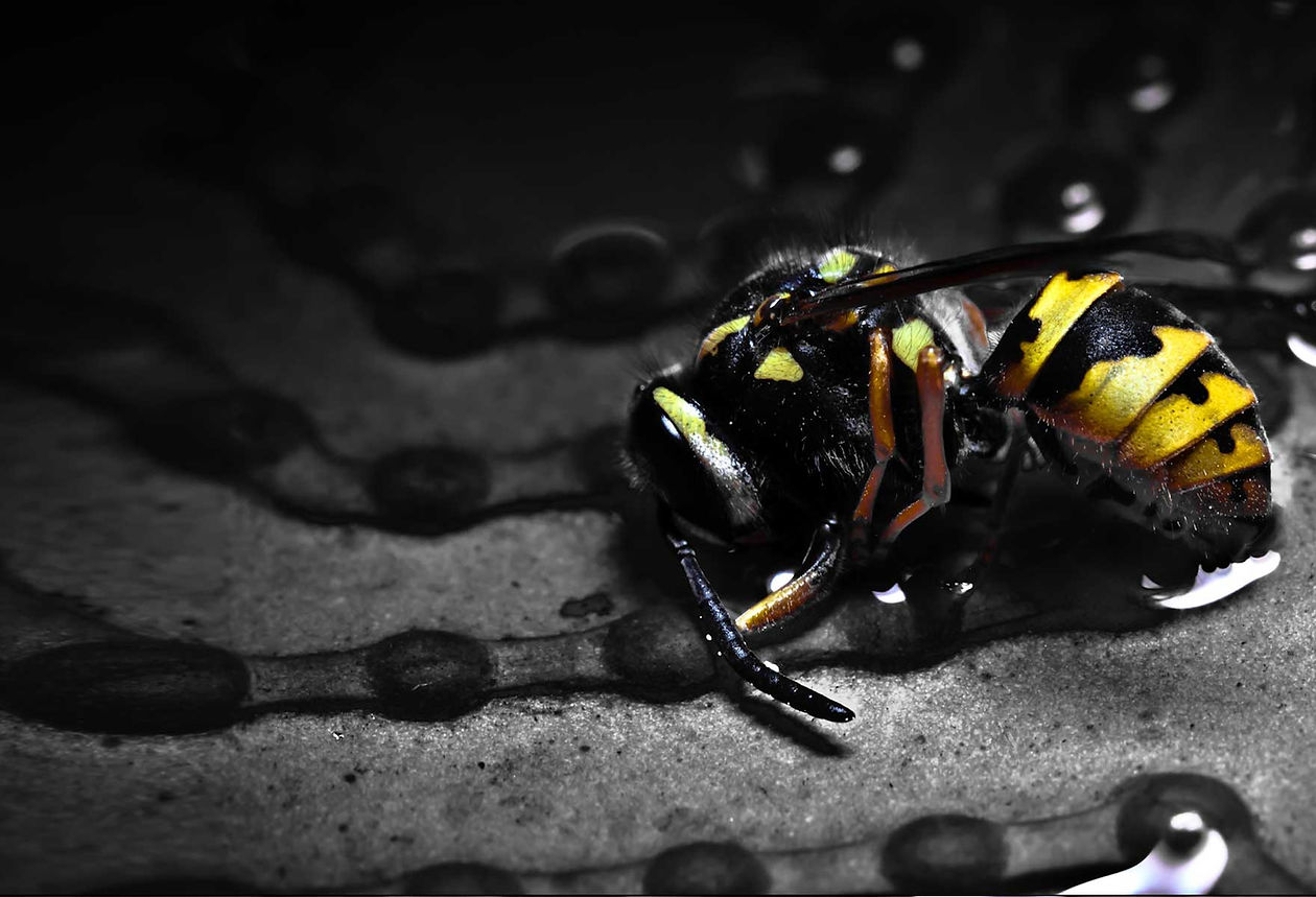 Wasp Nest Removal Basingstoke