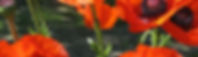 bgImage