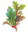 oak leaves