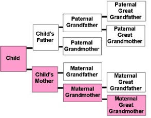 mtDNA path