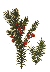 Yew 3