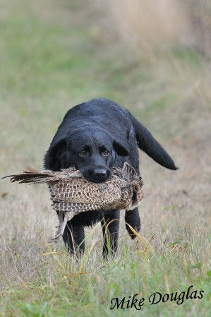 Spy retrieving 1