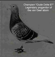 Marijn van Geel's Champion racer breeder and father of the loft Oude Dolle 67