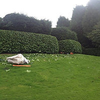 tree surgeon in cannock.jpg