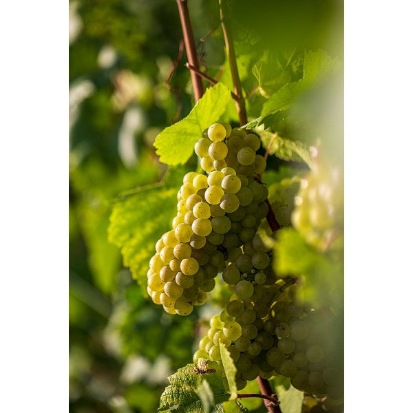 Thumbnail: Taittinger Brut Réserve Champagne 6 x 75cl