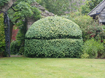 A MIGHTY BUXUS LATIFOLIA AUREA