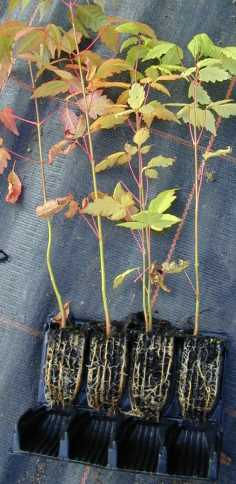 Root trainers