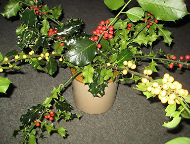 holly