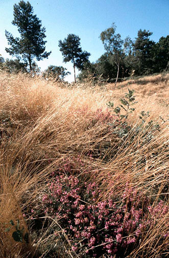 Heathland, Addington hills72