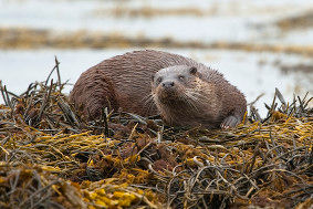 Otter, male, Mull, Lutra lutra, seaweed