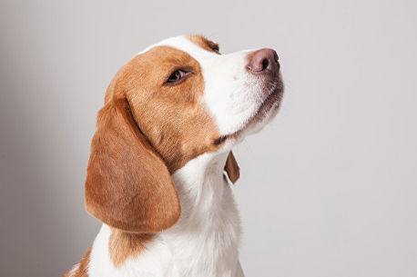 a studio portrait of a beagle dog