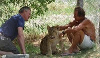 lion man